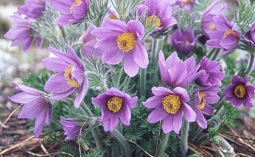 Pulsatilla vulgaris a 9cm - vulgaris,