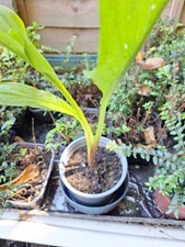 Zantedeschia 'Pink' Calla Lily Summer Flowering Bulb/Tuber 