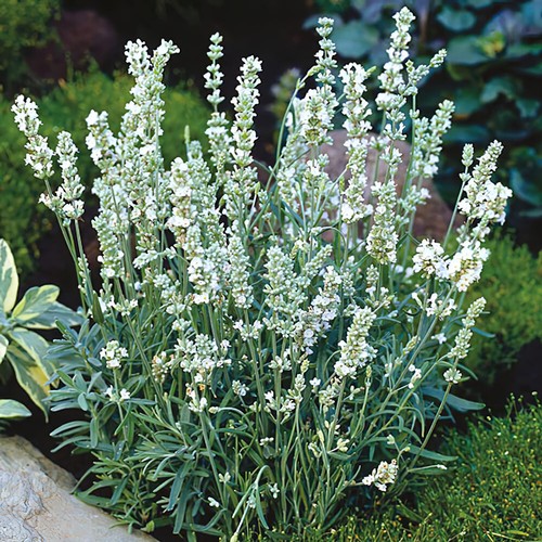 Lavender ellagance snow white - lavender,