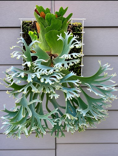Platycerium willinckii - platycerium,