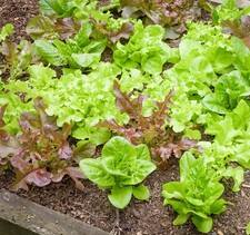 Lettuce Seeds Gourmet Salad