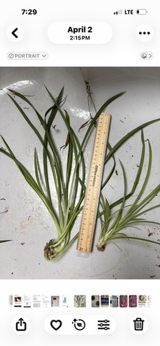 Spider plants live - plants,