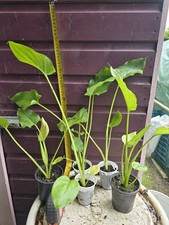 Zantedeschia Hercules/ White