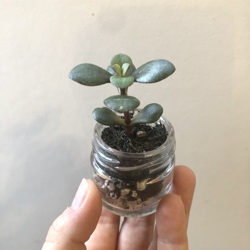 Mini jade plant crassula - jade,