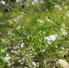 Mexican Dream Herb Dry Lucid Calea Zacatechichi- Organic Natural Leaf Ceylon Tea