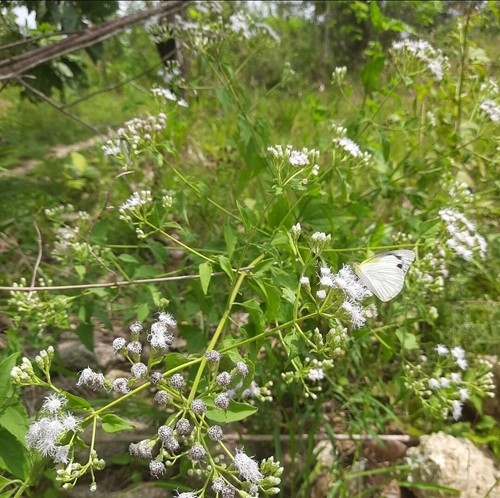 Mexican dream herb dry - dry, lucid