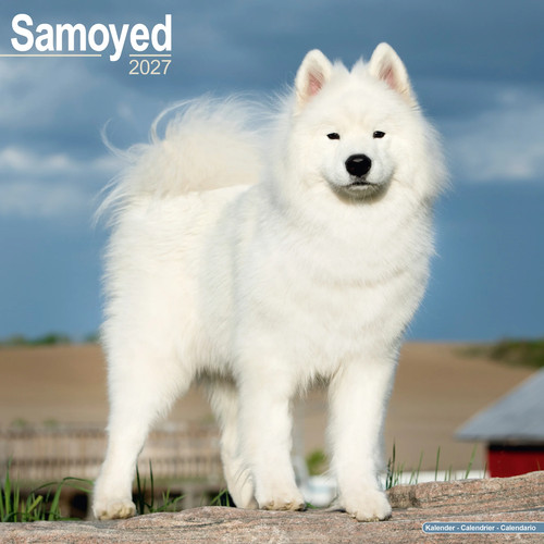 Samoyed 2027 calendar dog - samoyed,