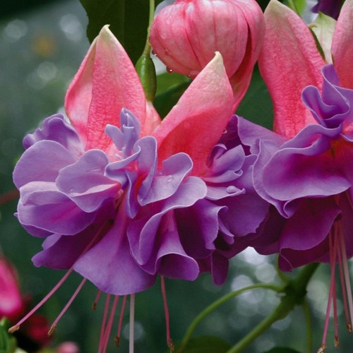 Fuchsia trailing giant - fuchsia,