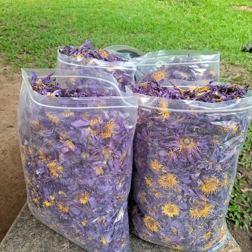 Dried blue lotus nymphaea - dried,