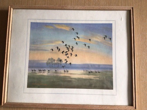 Peter scott whitefronts - peter, 'whitefronts