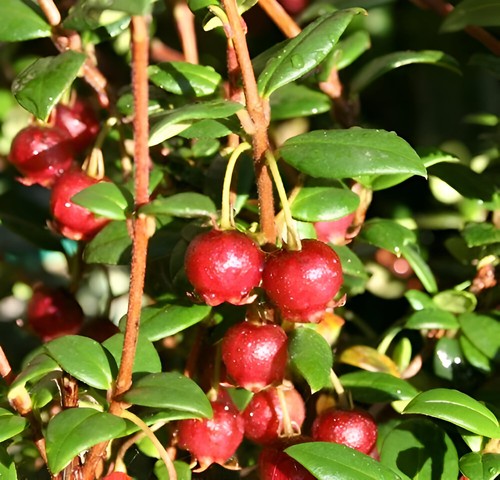 Chilean guava myrtus - chilean,
