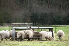 Photo 6x4 Sheep feeding from a