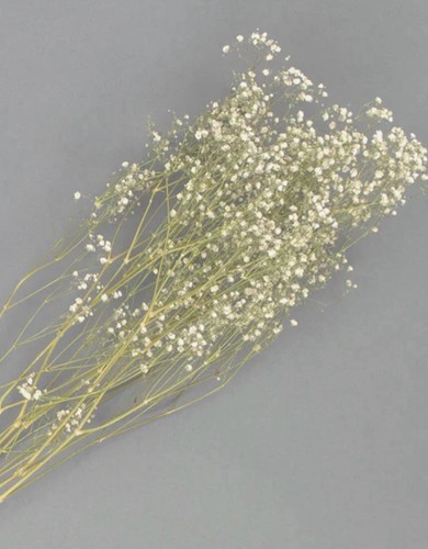 Dried gypsophila babys - gypsophila,