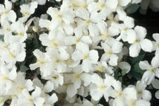 WHITE CLEMATIS MONTANA *