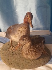 Green-winged Teal Taxidermy