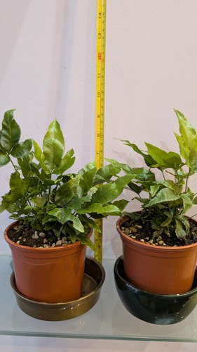 Healthy house fern - x,