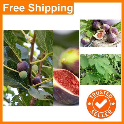 Miniature brown turkey fig - turkey,