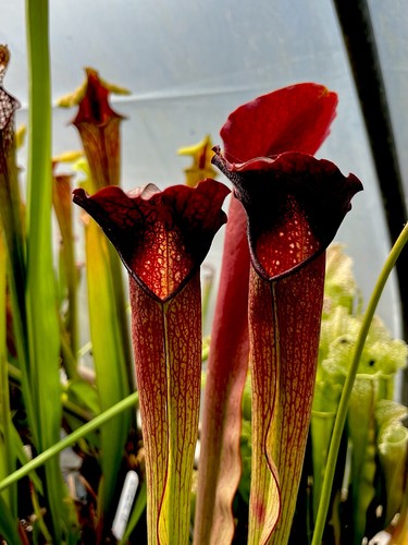 Sarracenia willisii minor - willisii,