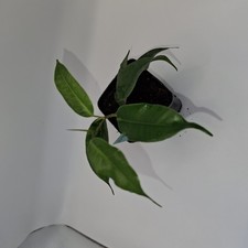 Weeping Fig Ficus Benjamina