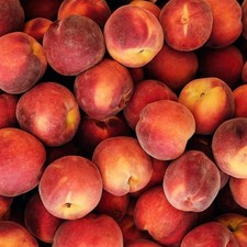 Peach 'Honey Red' Tree Hardy