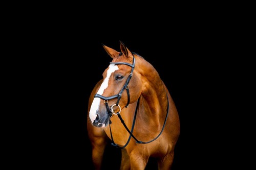 Horseware micklem diamante - horseware,