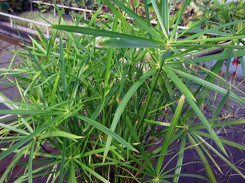Cyperus alternifolius