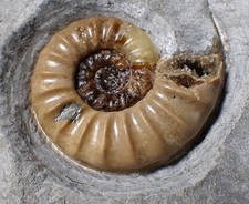 Colourful Asteroceras obtusum display ammonite fossil (55 mm) Jurassic Coast UK