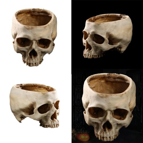 Lifesize human skull - human,