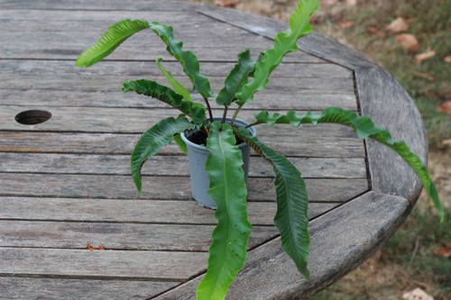 Harts tongue fern asplenium - harts,