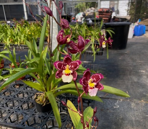 Rare oncidium zelenkocidium - rare, /