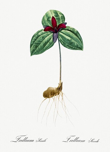 Tri flower - flower, sessile)
