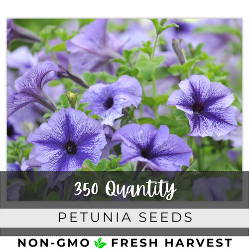Petunia seeds flowers - petunia,