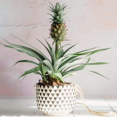 Evergreen ananas comosus - 1,