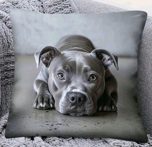 Beautiful staffie dog - 1,