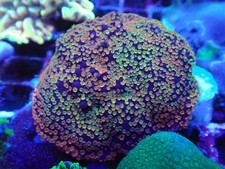 Rainbow Montipora