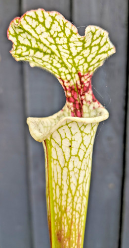 Sarracenia leuco alba