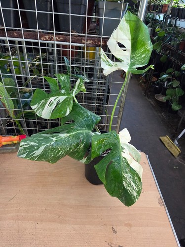 Monstera deliciosa albo - albo,, high
