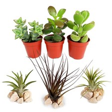 Succulent/Air Plant Houseplant Mix - 3 Air Plants & 3 Succulents in 5.5cm Pots