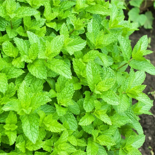 Organic green mint - 8,