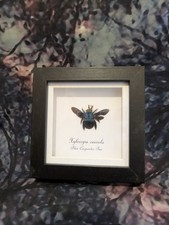Blue Carpenter Bee (Xylocopa