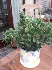 2 Jade plant  money tree cuttings. Crassula Ovata Succulent Plant x 2 