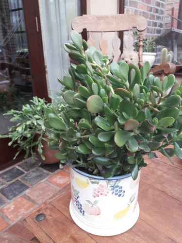 Jade plant money tree - plant,