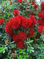 New Zealand Christmas Tree -Pohutukawa- Metrosideros excelsa- 100+ Seeds - W 208