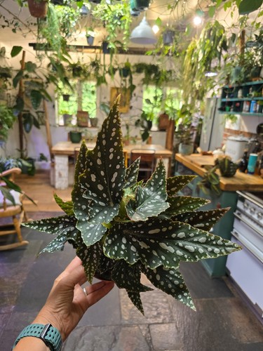 Beautiful begonia macularta - beautiful,