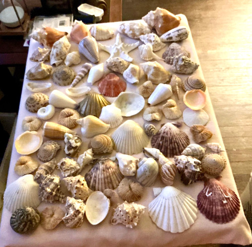 Extra large seashell lot - large, #18