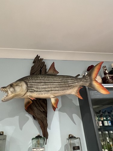 Tiger fish wall mount - tiger,