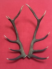 PAIR OF RED DEER ANTLERS