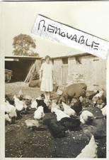 Vintage Old Photograph Lady Bucket In Yard Feeding Chickens And A Pig 1930'S