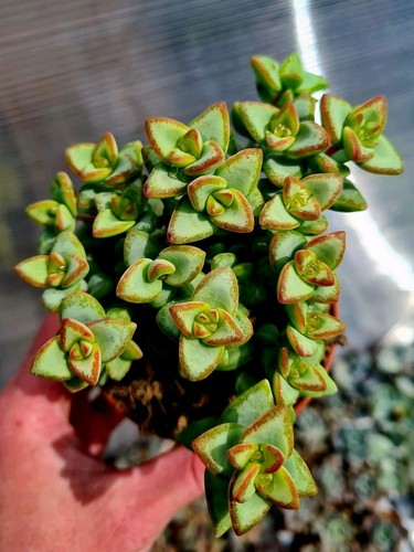 Crassula rupestris high - crassula,