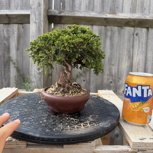 Itoigawa juniper years - juniper, 25